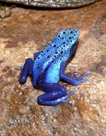 F�rberfrosch am ...  Manfred M�ldner 08.04.2011