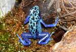 F�rberfrosch am ...  Manfred M�ldner 08.04.2011
