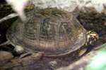 Carolina-Dosenschildkr�te (Terrapene carolina) am ...  Gilbert Angermann 08.04.2011