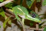 Anolis, Buntleguane (Polychrotidae) (6 Fotos)