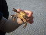 Eine Strandkrabbe, ...  Jonas Steiner 08.04.2011