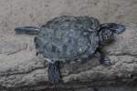 Mississippi-H�ckerschildkr�te (Graptemys pseudogeographica kohnii) ...  Gilbert Angermann 09.04.2011