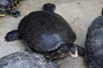 Gew�hnliche Moschusschildkr�te (Sternotherus odoratus) ...  Gilbert Angermann 09.04.2011