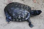 Europ�ische Sumpfschildkr�te (Emys orbicularis) ...  Gilbert Angermann 09.04.2011