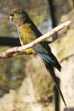 Felsensittiche (Cyanoliseus) (2 Fotos)