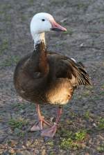 Kleine Schneegans (Anser caerulescens ...  Gilbert Angermann 09.04.2011