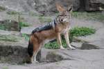 Schabrackenschakal (Canis mesomelas) am ...  Gilbert Angermann 09.04.2011