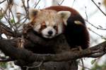 Kleine Panda (Ailurus fulgens) ...  Gilbert Angermann 09.04.2011