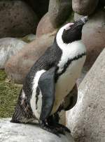 Brillen-Pinguine am 28.06.2009 in ...  Manfred M�ldner 09.04.2011