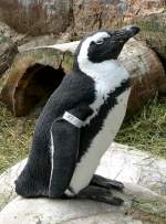 Brillen-Pinguine am 28.06.2009 in ...  Manfred M�ldner 09.04.2011