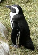 Brillen-Pinguine am 28.06.2009 in ...  Manfred M�ldner 09.04.2011