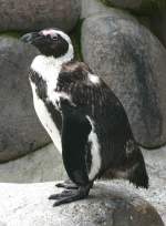 Brillen-Pinguine am 28.06.2009 in ...  Manfred M�ldner 09.04.2011