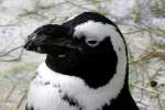 Brillen-Pinguine am 28.06.2009 in ...  Manfred M�ldner 09.04.2011