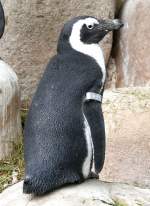 Brillen-Pinguine am 28.06.2009 in ...  Manfred M�ldner 09.04.2011