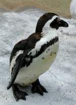 Brillen-Pinguine am 28.06.2009 in ...  Manfred M�ldner 09.04.2011