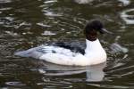 Weiblicher G�nses�ger (Mergus merganser) ...  Gilbert Angermann 10.04.2011