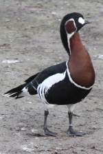 Rothalsgans (Branta ruficollis) am ...  Gilbert Angermann 10.04.2011