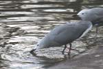 Blutschnabel-, Lava-, Atzteken-, Pr�rie-, Graum�we (Leucophaeus) (1 Fotos)