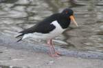 Austernfischer (Haematopus ostralegus) am ...  Gilbert Angermann 10.04.2011