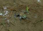 Ein Ochsenfrosch ...  Gilbert Angermann 04.11.2009