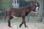 Lautstarker Poitou-Esel am 18.4.2010 ...  Gilbert Angermann 10.04.2011