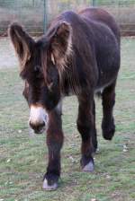 Dieser Poitou-Esel braucht Streicheleinheiten. ...  Gilbert Angermann 11.04.2011
