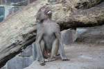 Z�nkischer Rhesusaffe (Macaca mulatta) am 26.6.2010 im Leipziger Zoo.
 
 ...