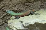 Kleine Plattg�rtelechse (Platysaurus guttatus) am 26.6.2010 im Leipziger Zoo.
 
 ...