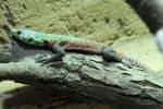 G�rtelechsen (Cordylidae) (7 Fotos)