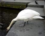 Ein Schwan trinkt Alsterwasser. ...  Oxfordian Kissuth 15.04.2011
