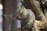 Pater David-Felsenh�rnchen (Sciurotamias davidianus) ...  Gilbert Angermann 17.04.2011