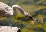 Schwan im Z�lpicher See beim futtern - 09.04.2011  ...