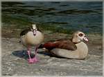 Das Nilg�nse P�rchen sonnte ...  De Rond Hans und Jeanny 18.04.2011