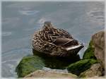 Wer st�rt denn da meinen Sch�nheitsschlaf? 17.04.2011 (Jeanny)  ...