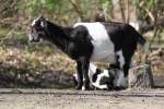 Zwergziegen beim S�ugen. Tierpark ...  Gilbert Angermann 23.04.2011