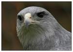 Aguja (Blaubussard)   ...  Andy Hensel 24.04.2011