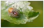 K�rbisspinne    ...  Andy Hensel 24.04.2011