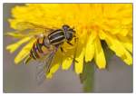 Gemeine Sumpfschwebfliege   ...  Andy Hensel 24.04.2011