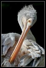 Pelikan    ...  Andy Hensel 24.04.2011