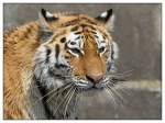 Amur-Tiger    ...