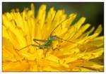 Gr�nes Heupferd   ...  Andy Hensel 24.04.2011