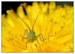 Gr�nes Heupferd   ...