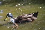 Indische Laufente am 18.4.2010 im Tierpark Berlin.  ...