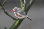 Australische Zebrafink (Taeniopygia guttata castanotis) am 18.4.2010 im Tierpark Berlin. ...