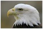 Weisskopfseeadler    ...  Andy Hensel 26.04.2011