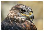K�nigsbussard    ...  Andy Hensel 26.04.2011
