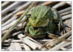 Double Frog   ...  Andy Hensel 26.04.2011