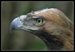 Kaiseradler    ...  Andy Hensel 26.04.2011