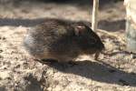Gemeines Meerschweinchen (Cavia aperea) ...  Gilbert Angermann 26.04.2011