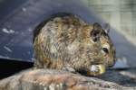 Strauchratten (Octodon) (2 Fotos)